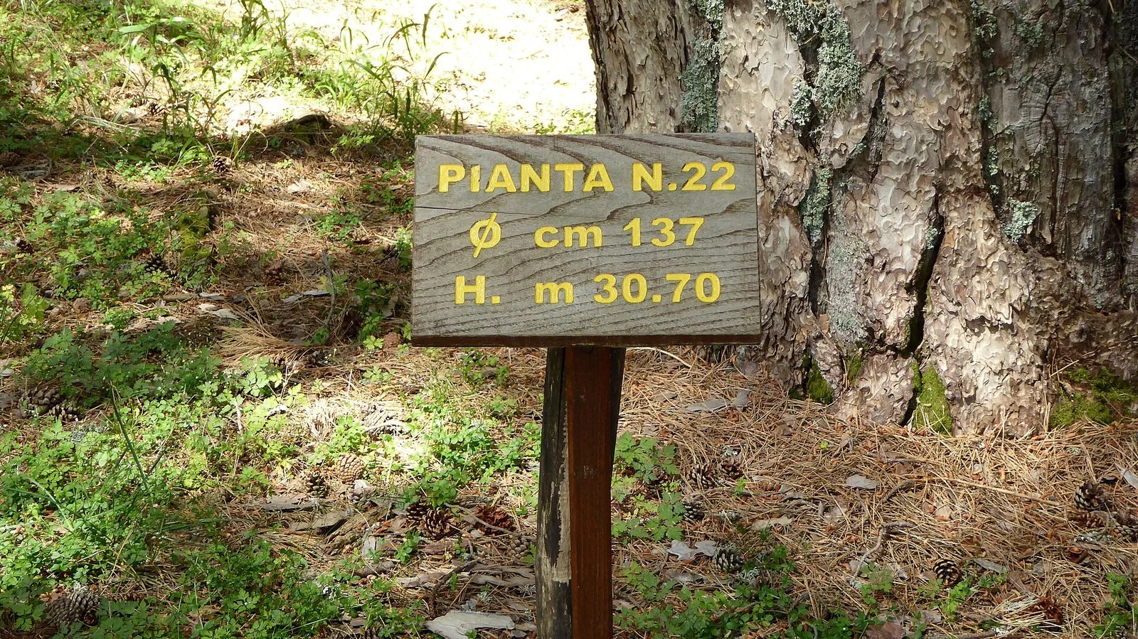 Uno dei pini secolari della riserva dei Giganti della Sila, a Fallistro