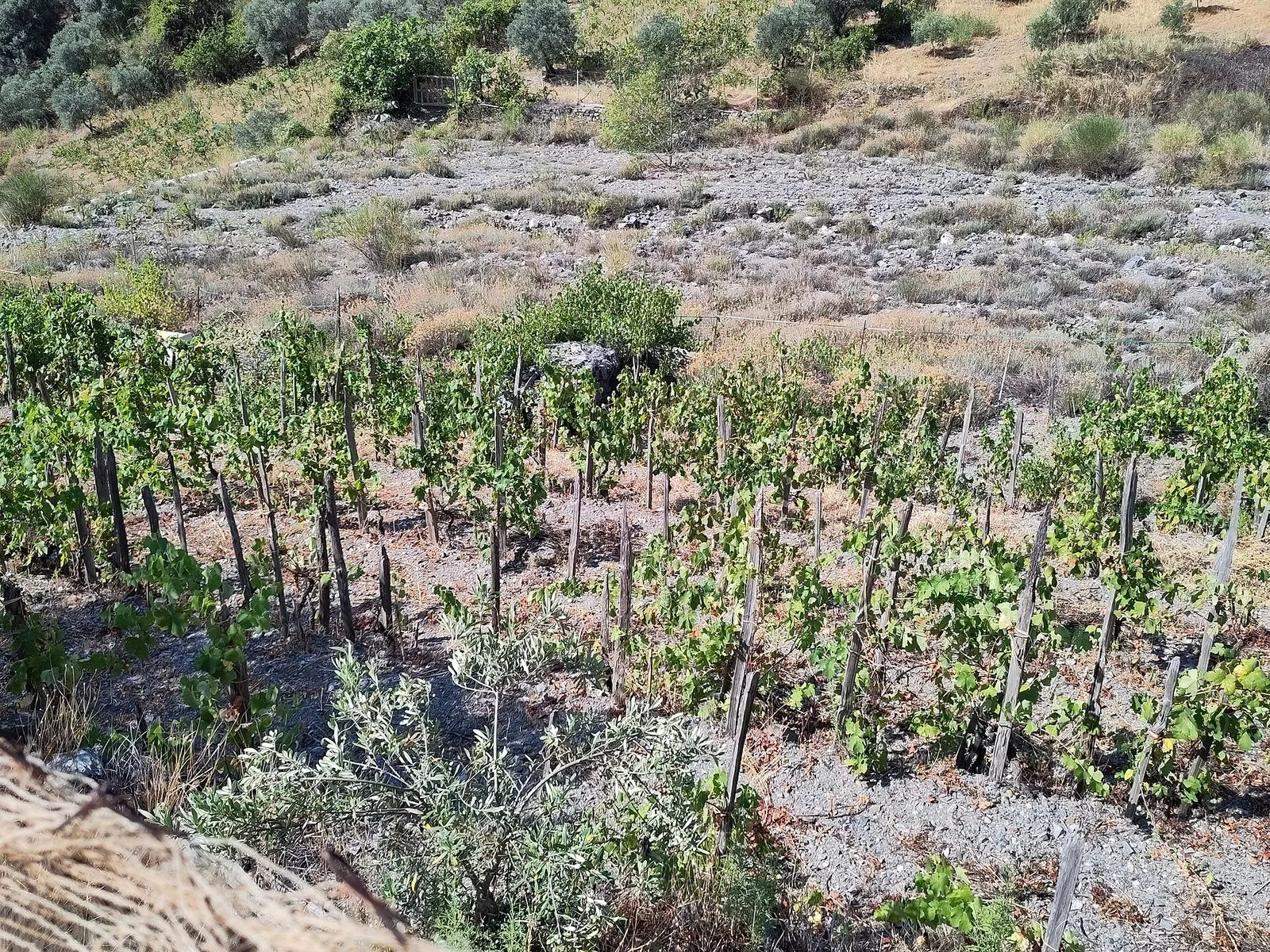 Vigne lungo il torrente Pardalà, a Bivongi, in Calabria